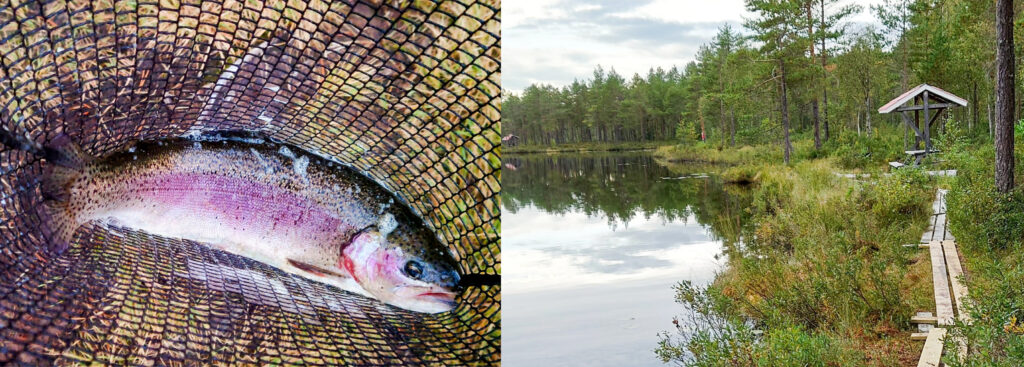 Regnbåge fisk och Svarttjärn i Dalarna.